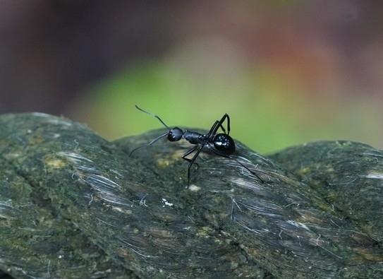 Polyrhachis chalybea