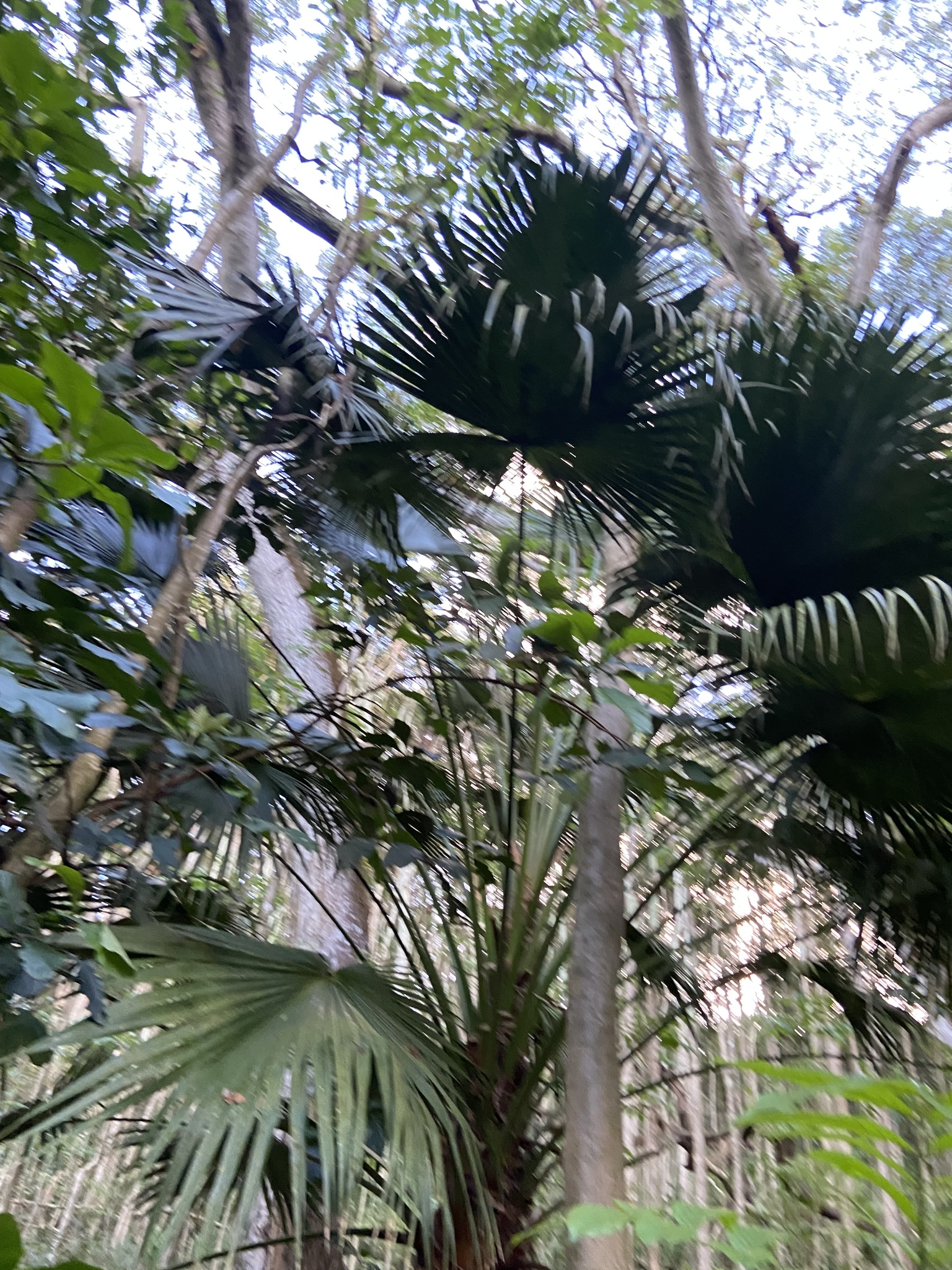 Imagem de Palmeira Leque da China