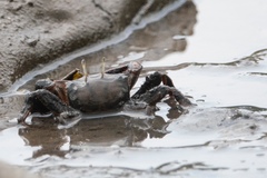 Macrophthalmus definitus