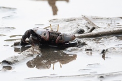 Macrophthalmus definitus