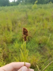 Carex tribuloides