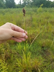 Carex tribuloides