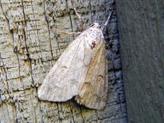 Acronicta innotata