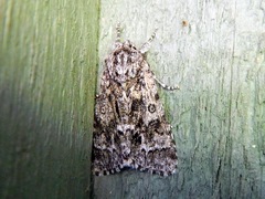 Acronicta impressa