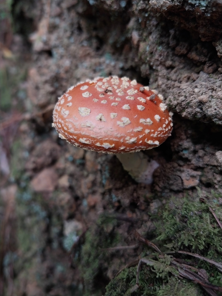 Amanita muscaria · January 2025 · photo: © kiwialli (iNaturalist, cc-by)