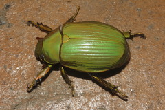 Chrysina costata