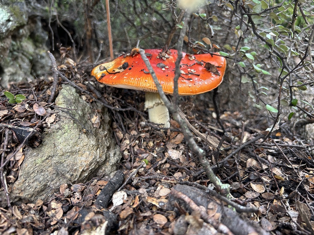 Amanita muscaria · January 2025 · photo: © louisesheppard (iNaturalist, cc-by)