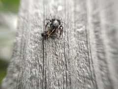 Attulus terebratus