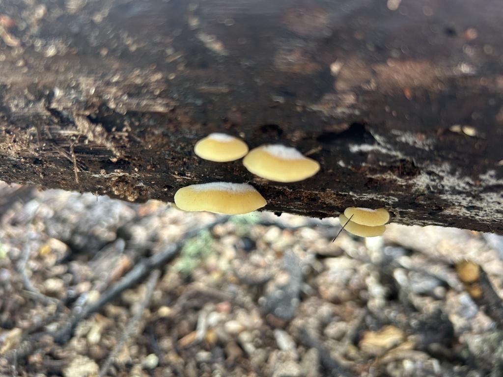 Crepidotus praecipuus · January 2025 · photo: © louisesheppard (iNaturalist, cc-by)
