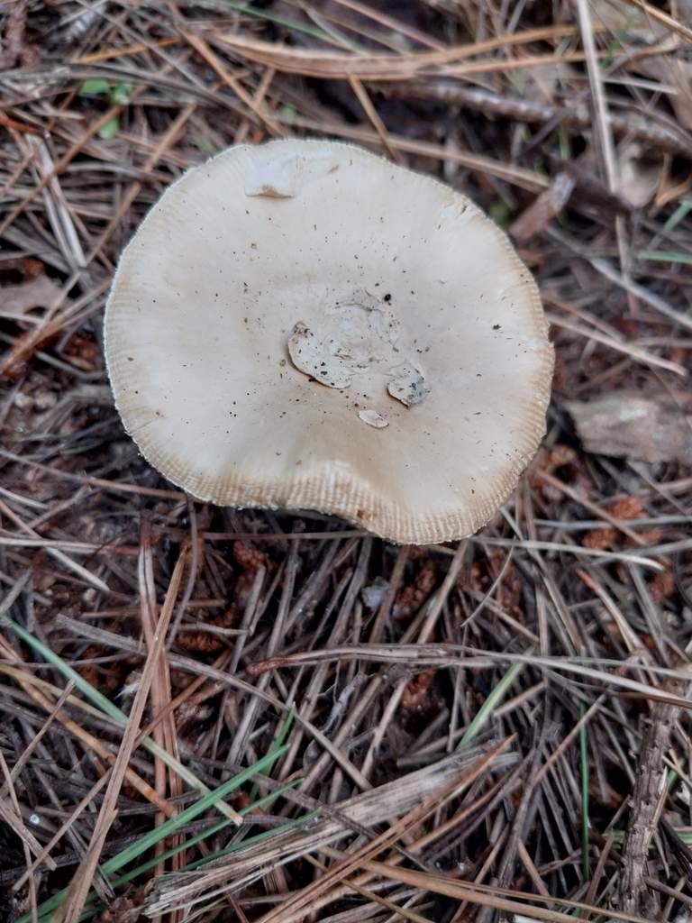 Amanita junquillea · January 2025 · photo: © kiwialli (iNaturalist, cc-by)