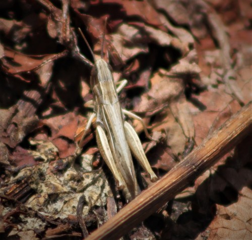 Elegant Straw Grasshopper