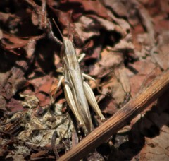 Euchorthippus elegantulus elegantulus