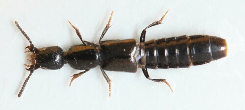 Gyrohypnus punctulatus