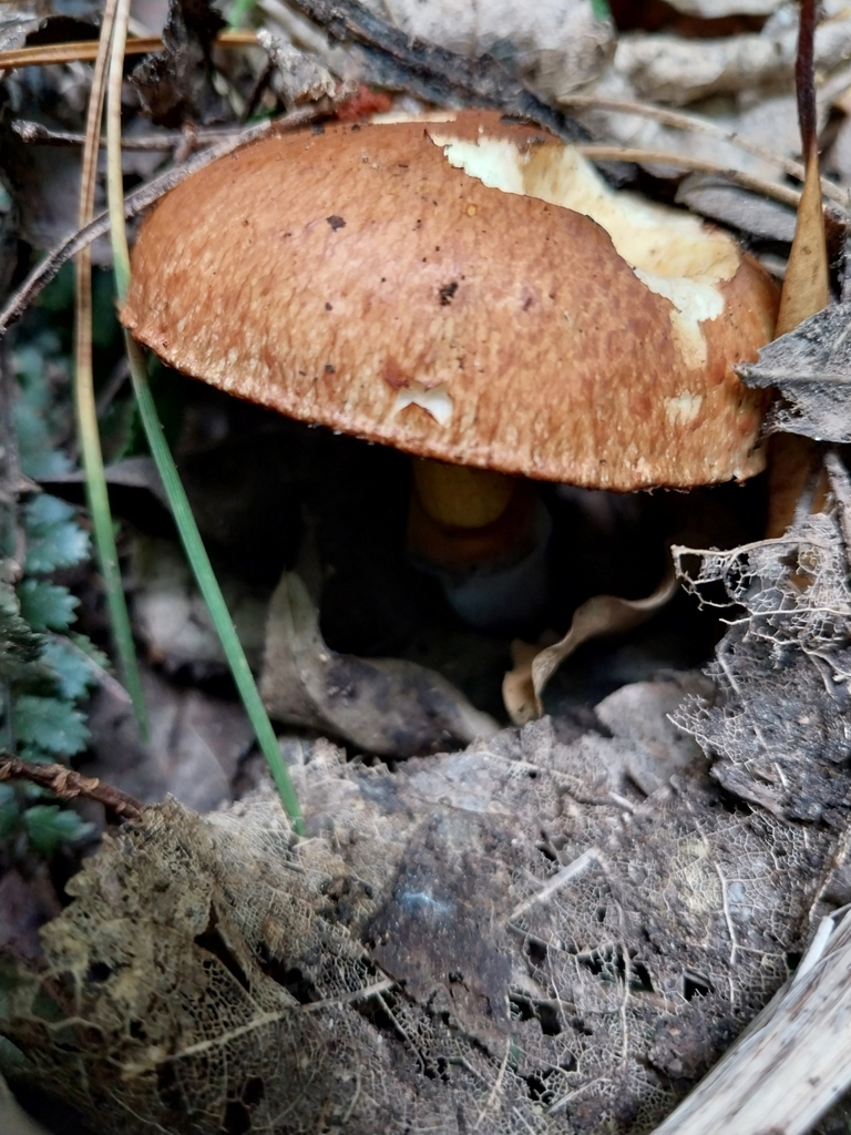 Suillus luteus · January 2025 · photo: © kiwialli (iNaturalist, cc-by)