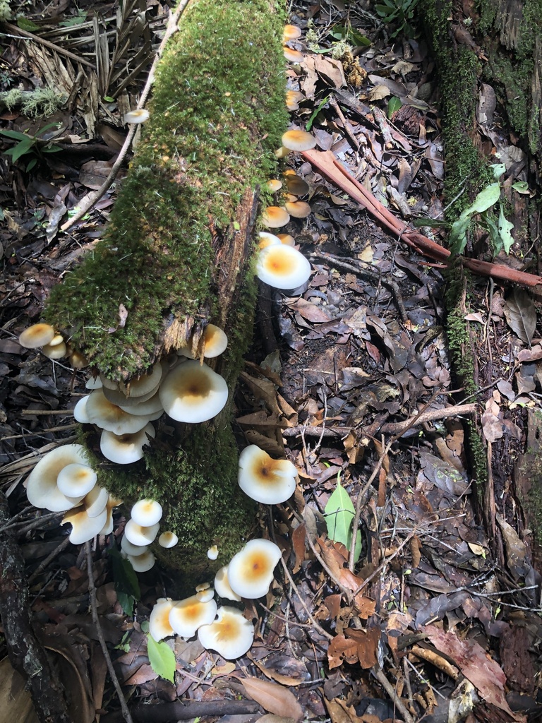 Omphalotus nidiformis · January 2025 · photo: © samb0 (iNaturalist, cc-by)
