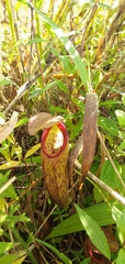 Nepenthes gymnamphora