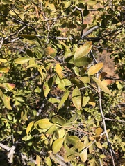 Searsia pyroides gracilis