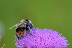 Bombus cullumanus