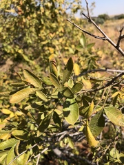 Searsia pyroides gracilis