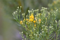 Galatella biflora