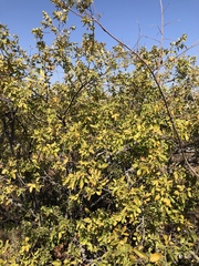 Searsia pyroides gracilis