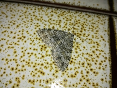 Entephria caesiata
