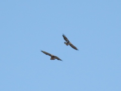 Buteo buteo