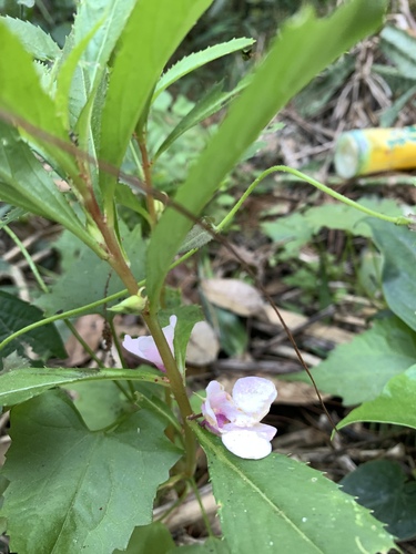 Image of Impatiens balsamina by (c) 呂一起(Lu i-chi), some rights reserved (CC BY)