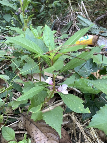 Image of Impatiens balsamina by (c) 呂一起(Lu i-chi), some rights reserved (CC BY)