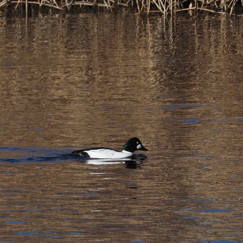 Eurasian Common Goldeneye