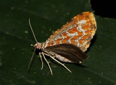 Pomasia psylaria