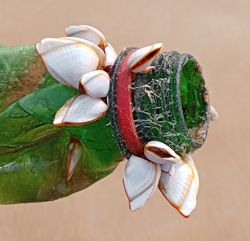 Goose Barnacle