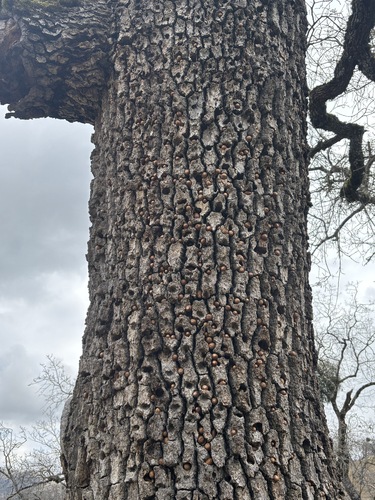 iNaturalist observation photo of Acorn Woodpecker