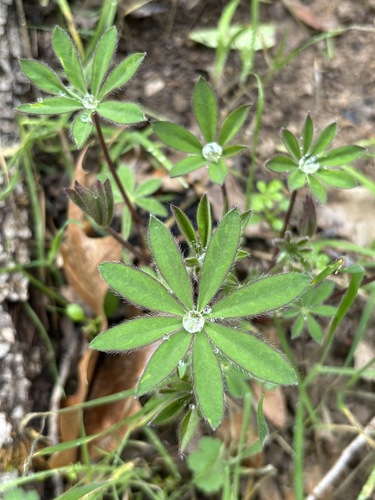 iNaturalist observation photo of Broadleaf Lupine