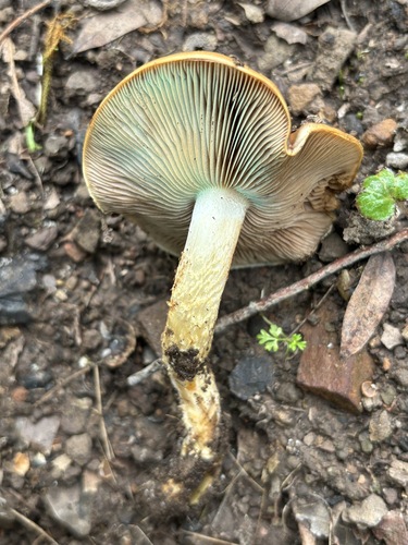 iNaturalist observation photo of Pholiota foedata