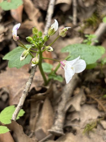 iNaturalist observation photo of milkmaids