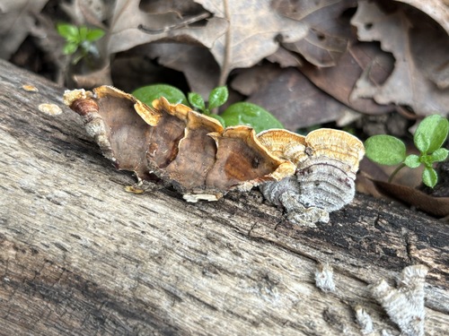 iNaturalist observation photo of hairy curtain crust