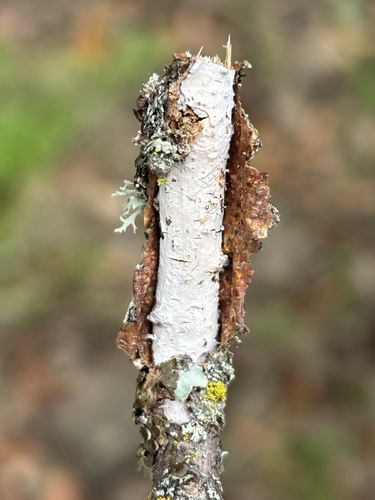 iNaturalist observation photo of Vuilleminia