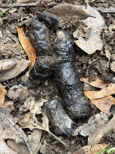 iNaturalist observation photo of Mammals