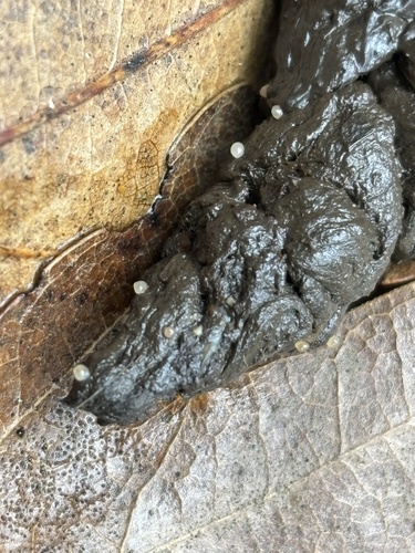 iNaturalist observation photo of Mammals