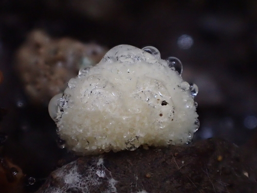 iNaturalist observation photo of Fairy Snowballs