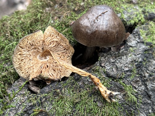 iNaturalist observation photo of Western Deer Mushroom