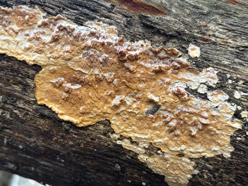 iNaturalist observation photo of Wrinkled Crust