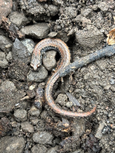 iNaturalist observation photo of California Slender Salamander