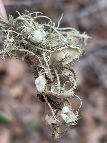 iNaturalist observation photo of Arizona Beard Lichen