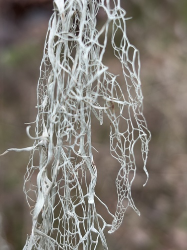 iNaturalist observation photo of lace lichen