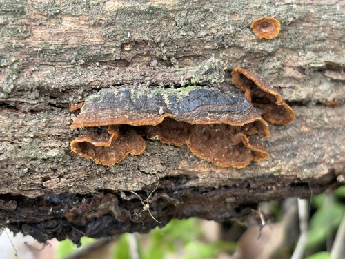 iNaturalist observation photo of Hymenochaete