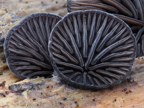 iNaturalist observation photo of Resupinatus sp. 'niger-CA01'