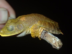 Boana calcarata