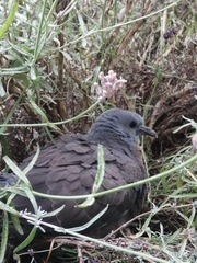 Columba palumbus
